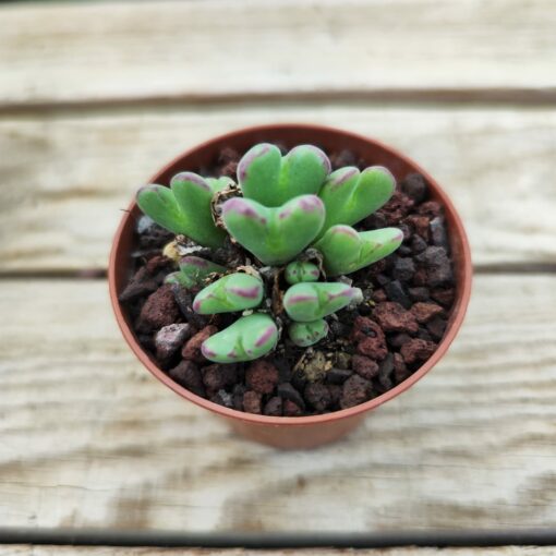 Conophytum frutescens