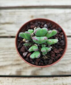 Conophytum frutescens