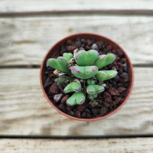 Conophytum frutescens