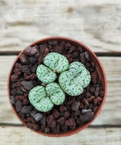 Conophytum