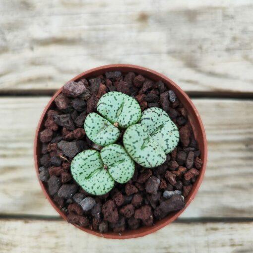 Conophytum