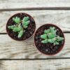 Conophytum frutescens