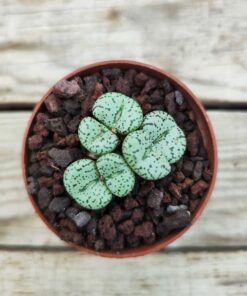 Conophytum