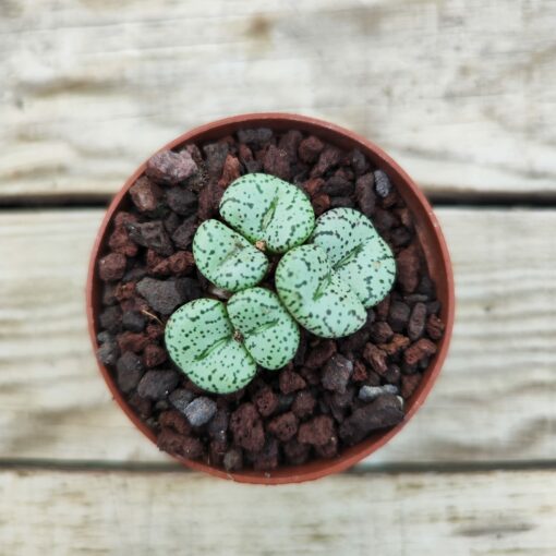 Conophytum