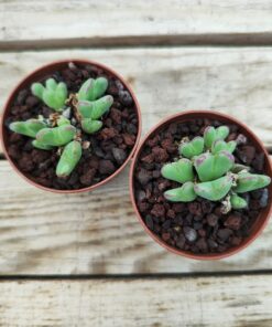 Conophytum frutescens