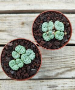 Conophytum