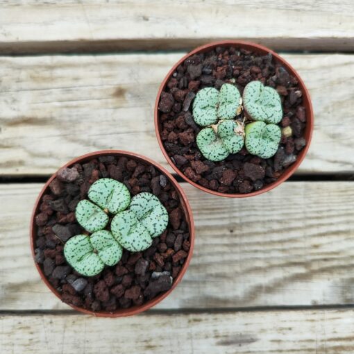 Conophytum