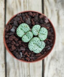 Conophytum