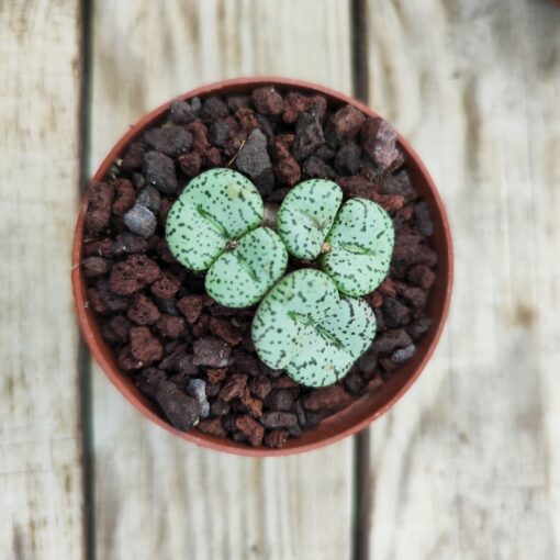 Conophytum