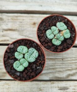 Conophytum