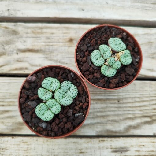 Conophytum