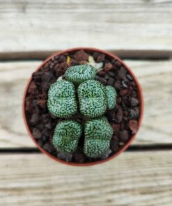 Conophytum obcordellum