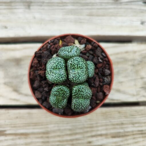 Conophytum obcordellum