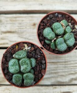 Conophytum obcordellum