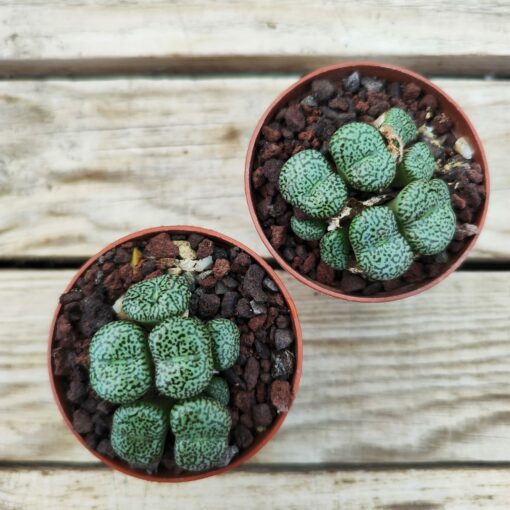 Conophytum obcordellum