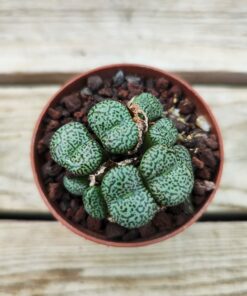 Conophytum obcordellum