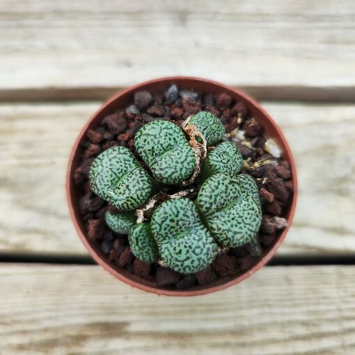 Conophytum obcordellum