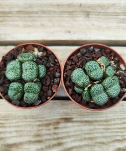 Conophytum obcordellum