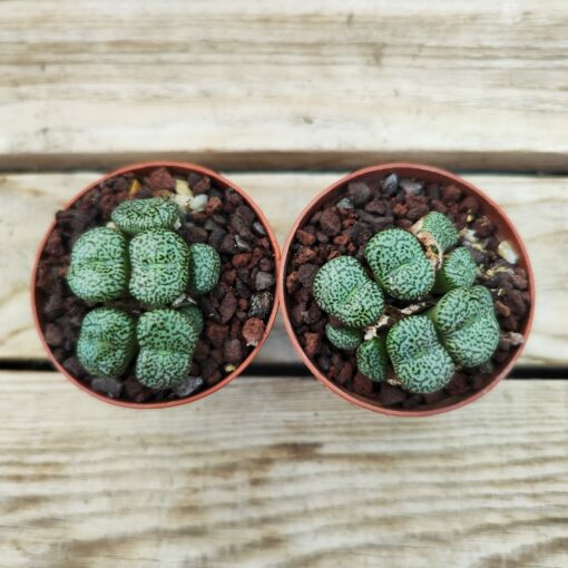 Conophytum obcordellum