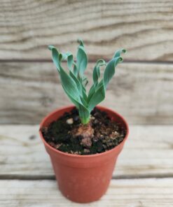 Albuca concordiana