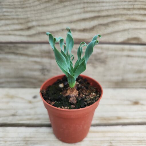 Albuca concordiana