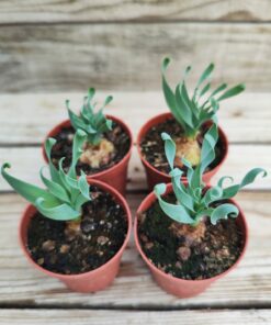 Albuca concordiana