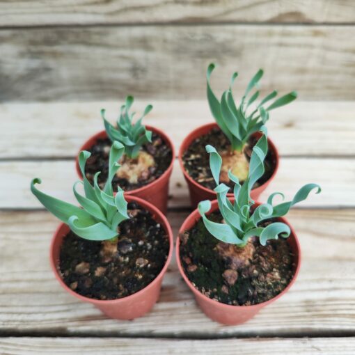 Albuca concordiana