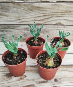 Albuca concordiana