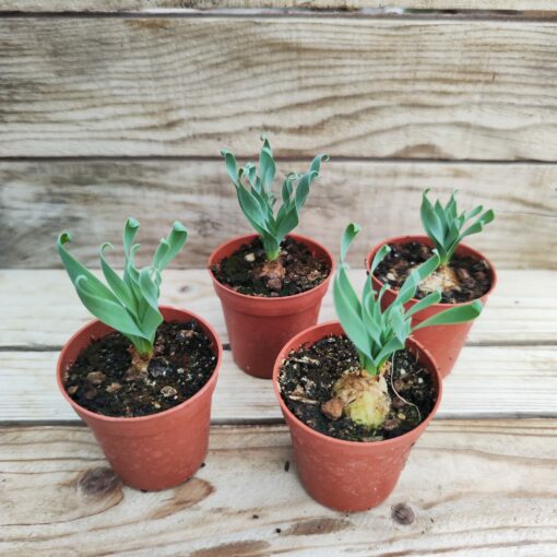 Albuca concordiana