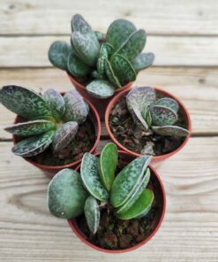 Adromischus maculatus