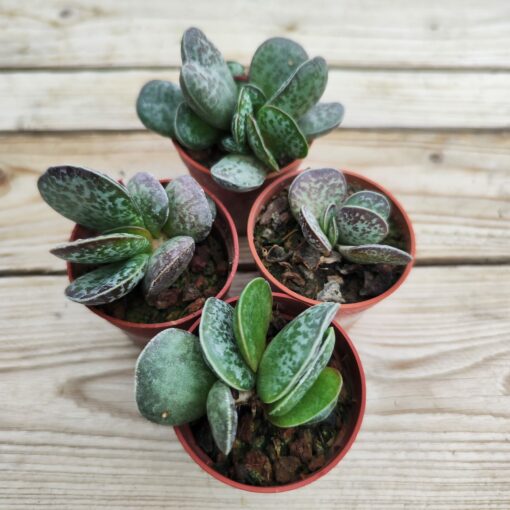 Adromischus maculatus