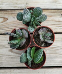 Adromischus maculatus