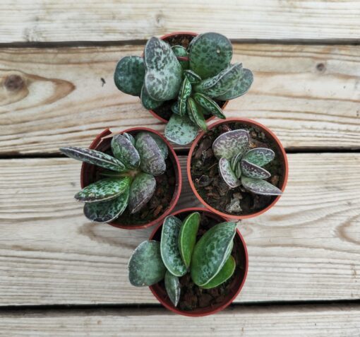 Adromischus maculatus