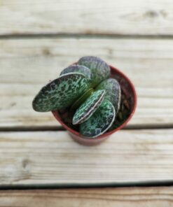 Adromischus maculatus