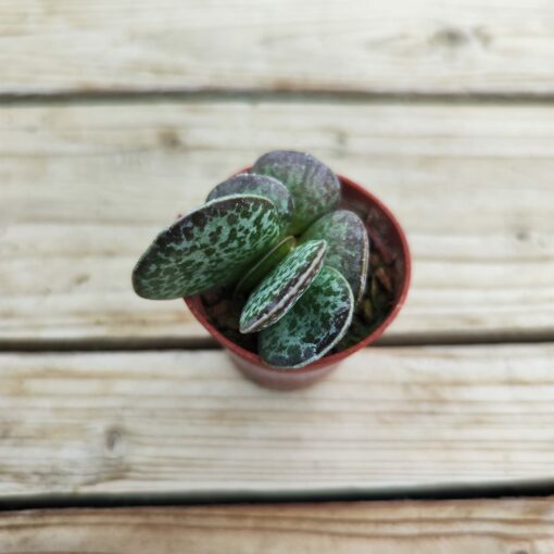 Adromischus maculatus