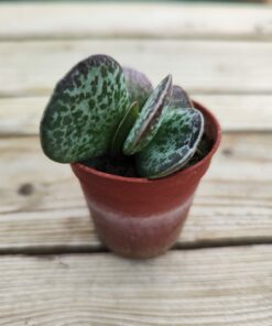 Adromischus maculatus