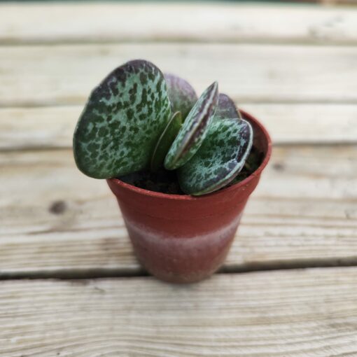 Adromischus maculatus