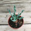 Albuca concordiana