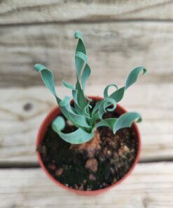 Albuca concordiana