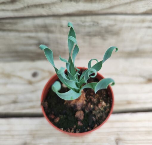 Albuca concordiana