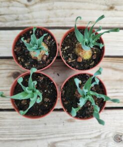 Albuca concordiana