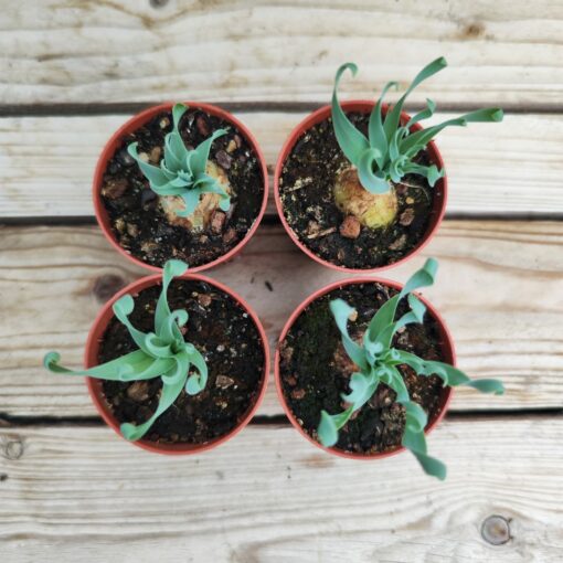 Albuca concordiana