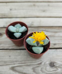 Lapidaria margaretae