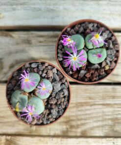 Conophytum wettsteinii