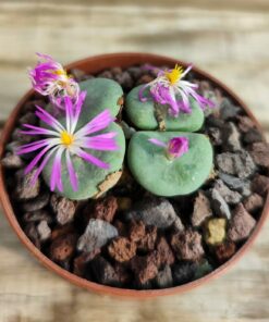 Conophytum wettsteinii