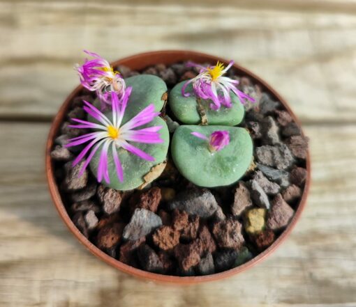 Conophytum wettsteinii