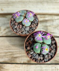 Conophytum wettsteinii