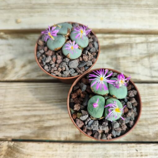 Conophytum wettsteinii