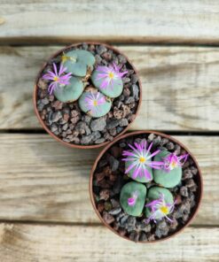 Conophytum wettsteinii