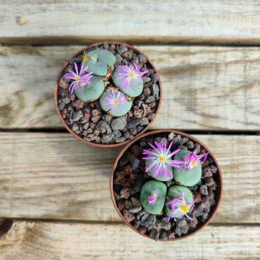 Conophytum wettsteinii